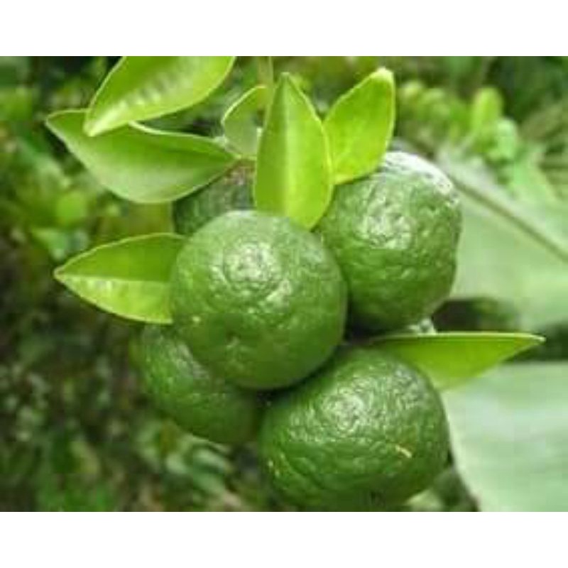 

jeruk limau/jeruk sambel/jeruk kipyah