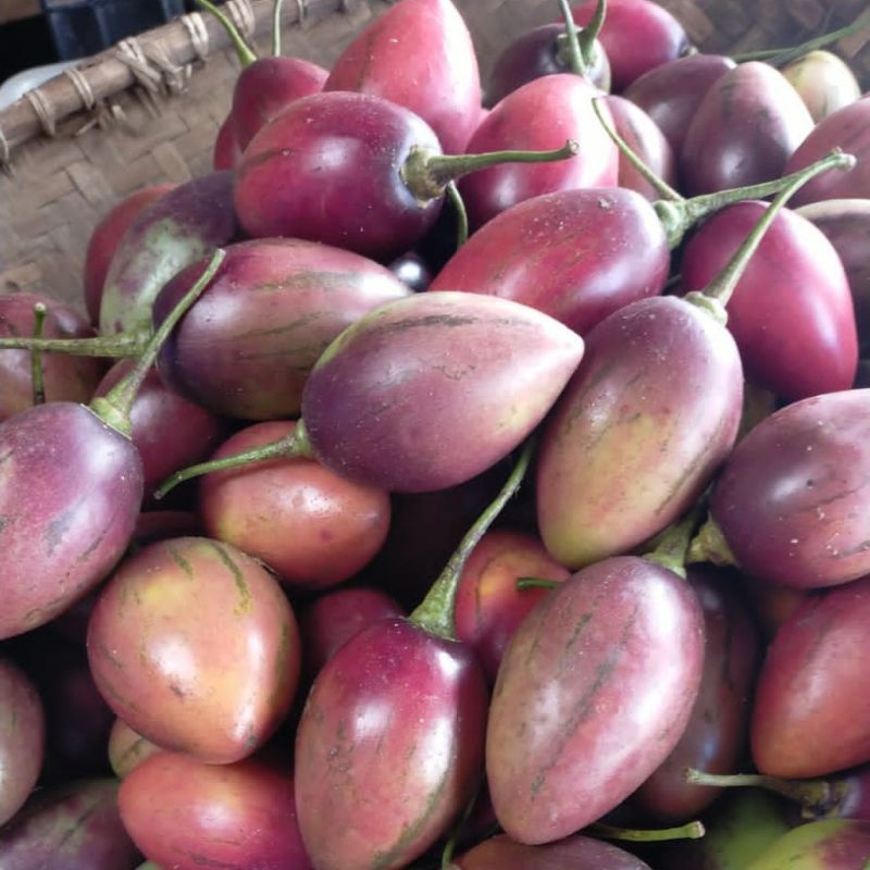 

buah terong belanda 1kg terdekat termurah