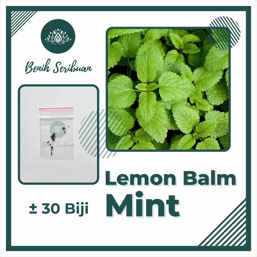 Benih Seribuan - 30 Bibit Herb Lemon Balm Mint Tanaman Herbal Unggul