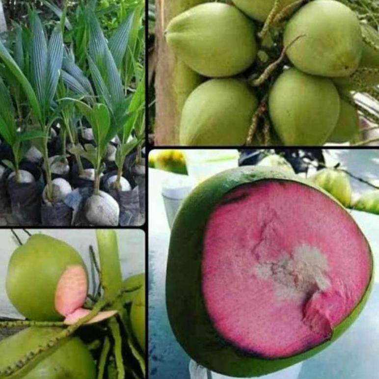 L8CQG Bibit Kelapa Wulung Asli Super Genjah 6833