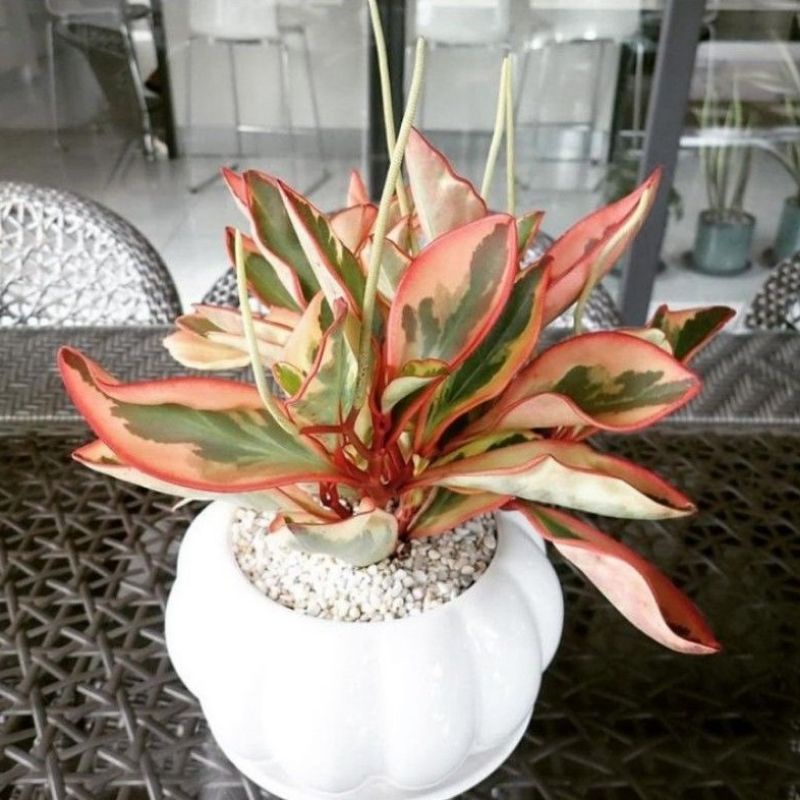 TANAMAN HIAS JADE PLANT MERAH - TEPLAN MERAH