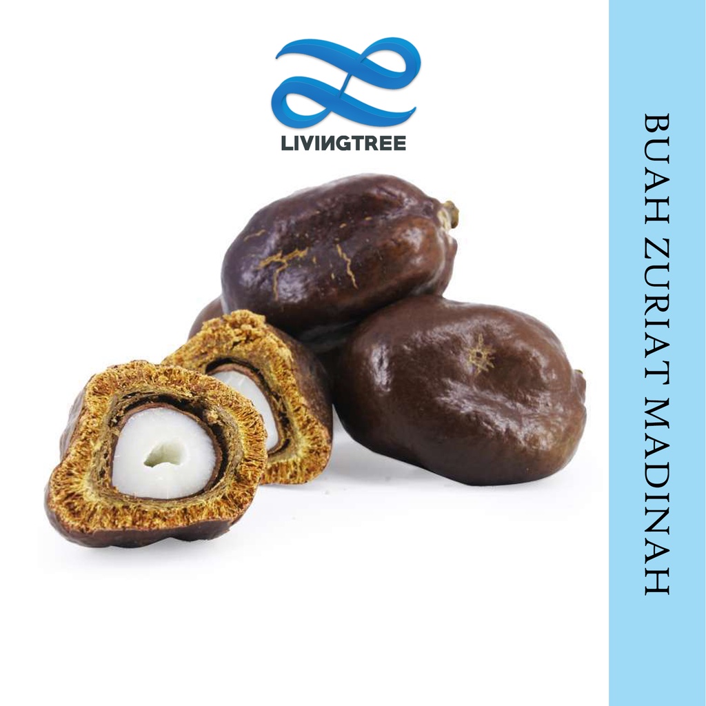 

Buah zuriat Asli Madinah 1000 GRAM Doum Asli Madinah Termurah