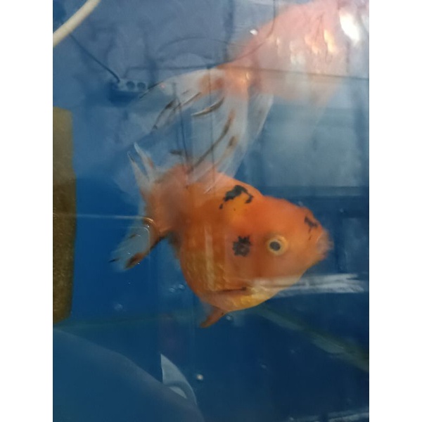 Ikan Koki Jumbo