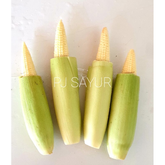 

Putren / Jagung Muda 250 gr