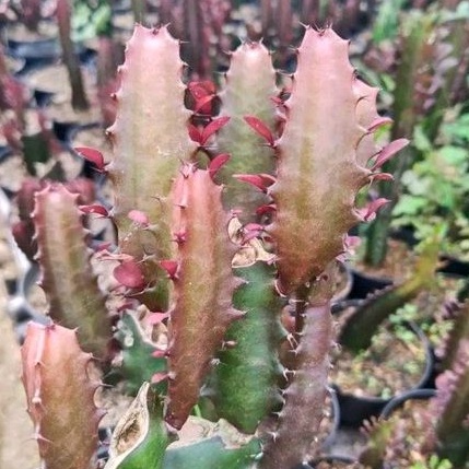 Euphorbia Trigona Rubra Cluster