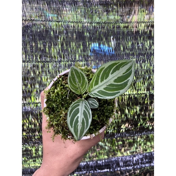 schismatoglottis Chevron size S ( rawatan )