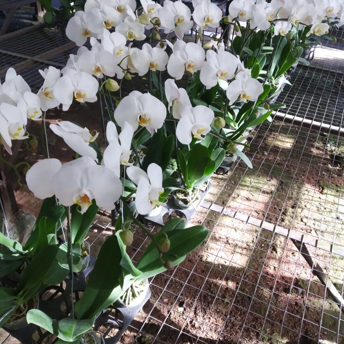 Benih Anggrek Bulan (Berbunga)