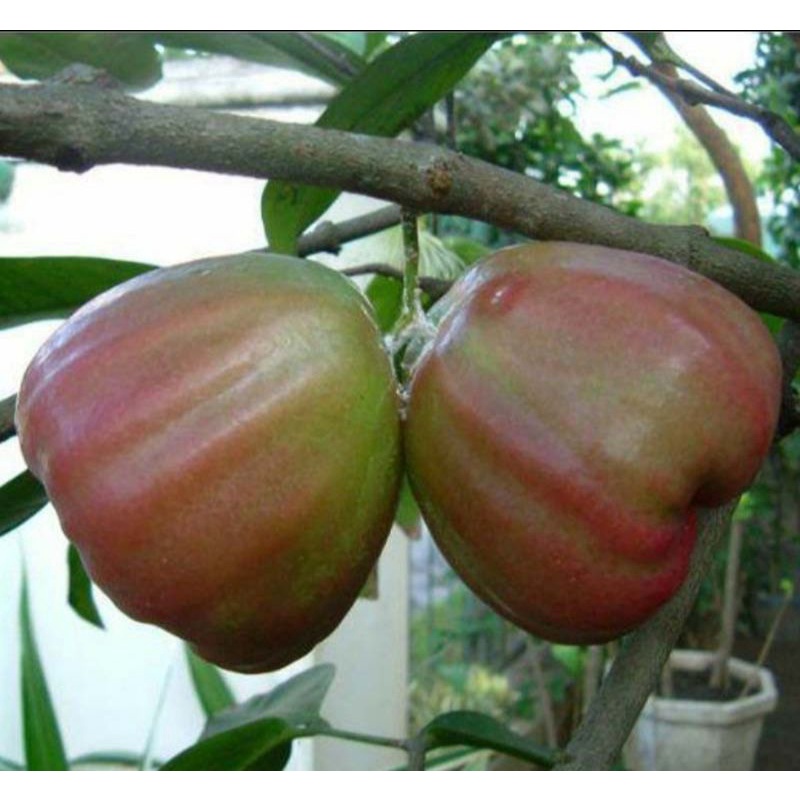 

Bibit Jambu Air King Rose Jumbo Buatan Sendiri Valid