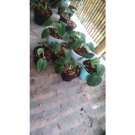 syngonium frosted heart