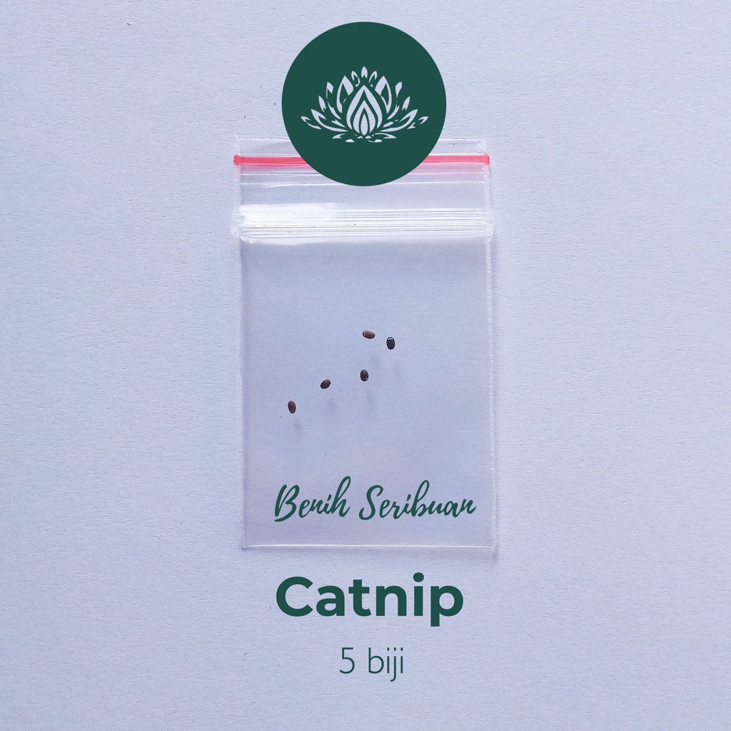 Benih Seribuan - 5 Bibit Catnip Kucing Tanaman Herb Unggul