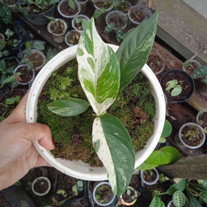 rhapidopora poraminifera varigata