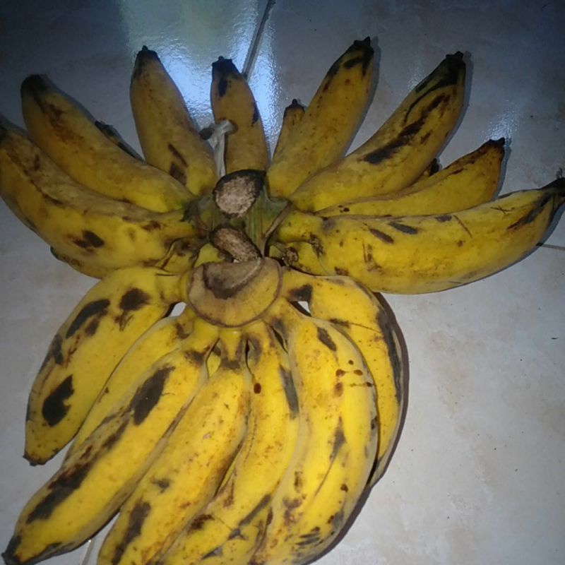 

Buah pisang Raja manis sisir