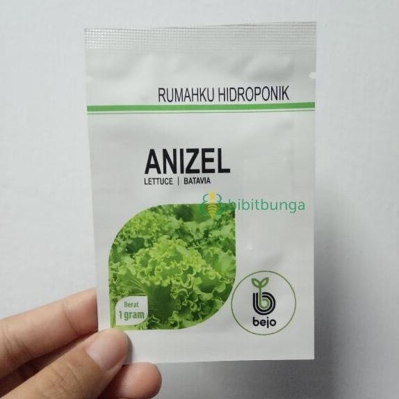 Benih Bibit Bejo Anizel Biji Selada Batavia Lettuce Hidroponik Import