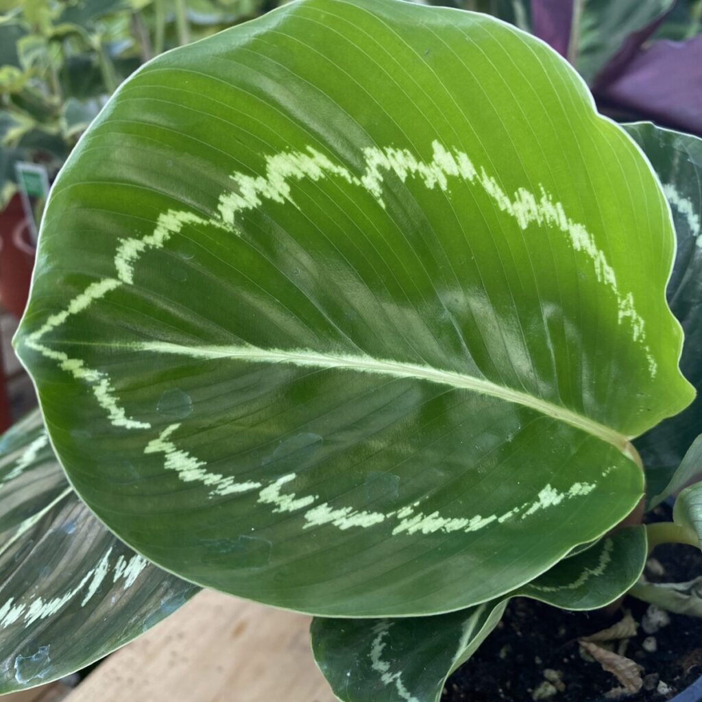 Tanaman Hias Calathea Picturata - Bunga Calathea Indoor