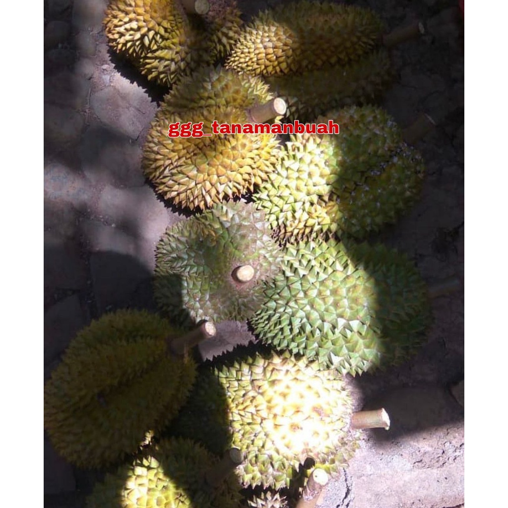 Bibit Durian Sunan Cepat Berbuah