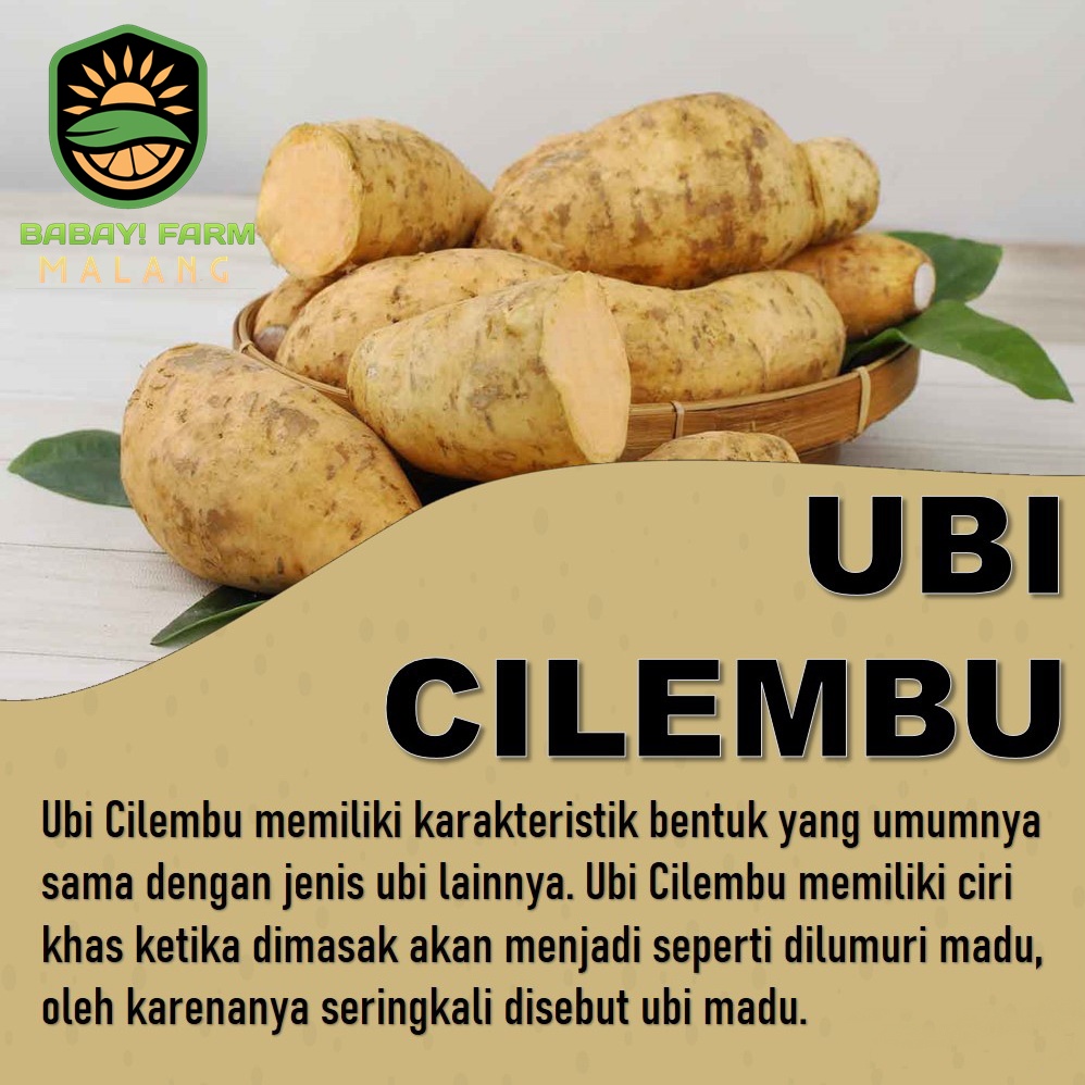 

ubi cilembu ketela 250 500 gr / 1 kg