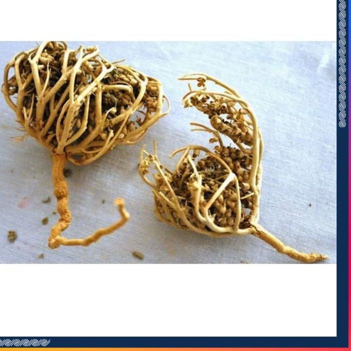 

✨Original✨ HERBAL PELANCAR PERSALINAN RUMPUT FATIMAH SANGAT BAGUS BUAT IBU HAMIL JUGA, ORIGINAL ARAB SAUDI 