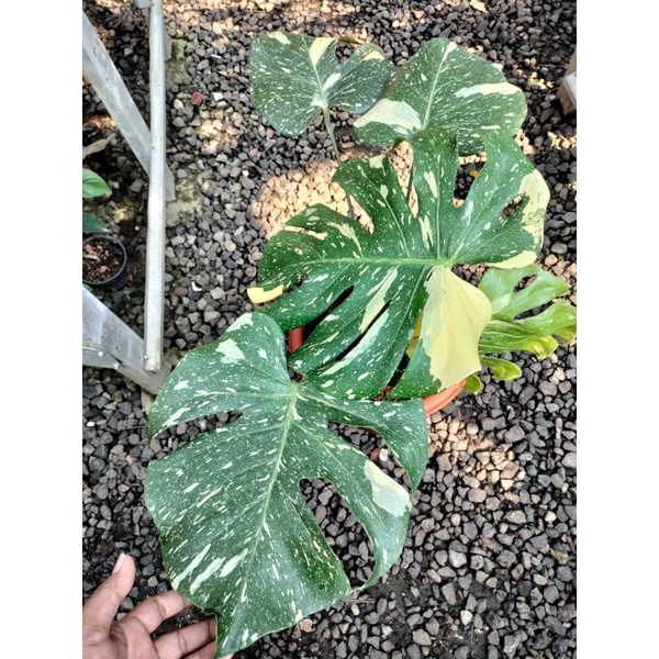 philodendron monthai japan lab