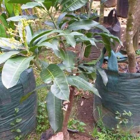 Bibit Mangga Berbunga / Mangga Jumbo Berbunga - Premium - batang besar