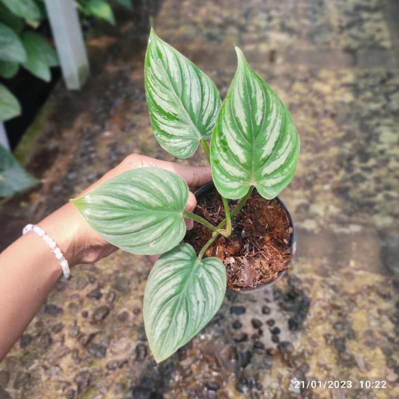 Philodendron Plowmanii