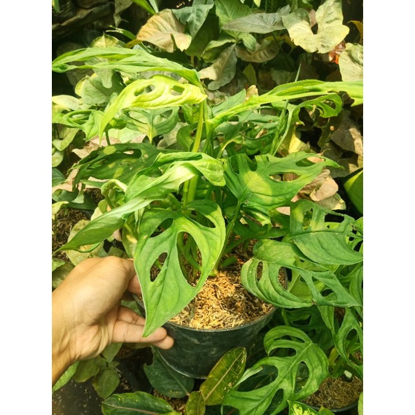 tanaman janda bolong/adansoni