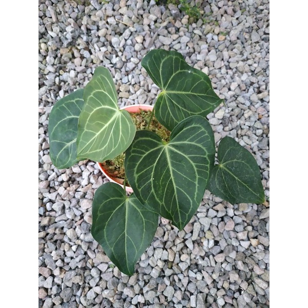 anthurium variant delta force