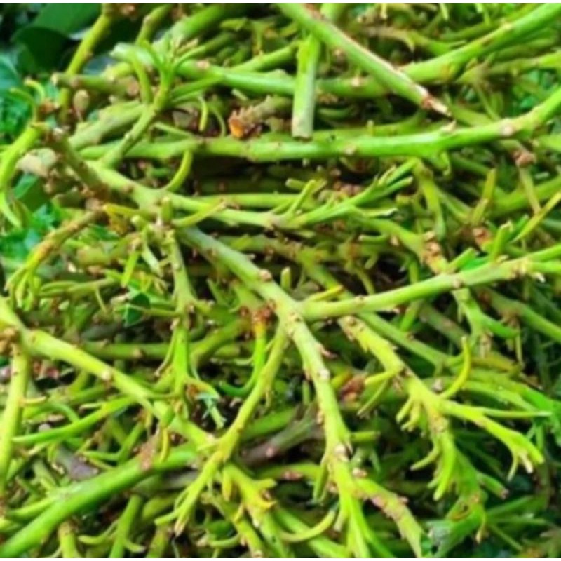 Entres alpukat pinkerton