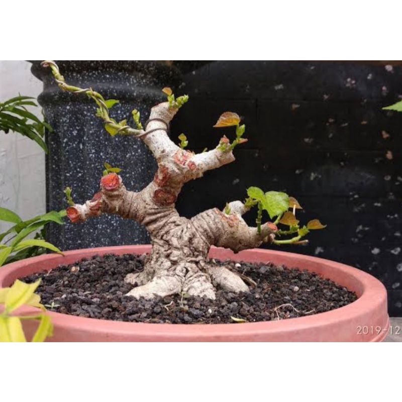 bahan bonsai mame waru lokal stek batang