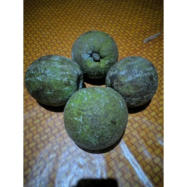 

BUAH SUKUN MENTEGA MADU MENTAH