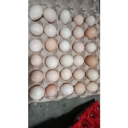 

telur ayam fertile Kub ayam kampung unggul balitbang 1 dan 2 asli dari bptp