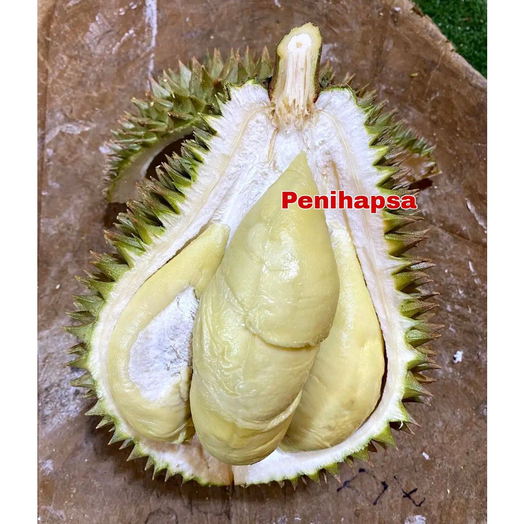 Bibit Durian Cumasi Hasil Okulasi