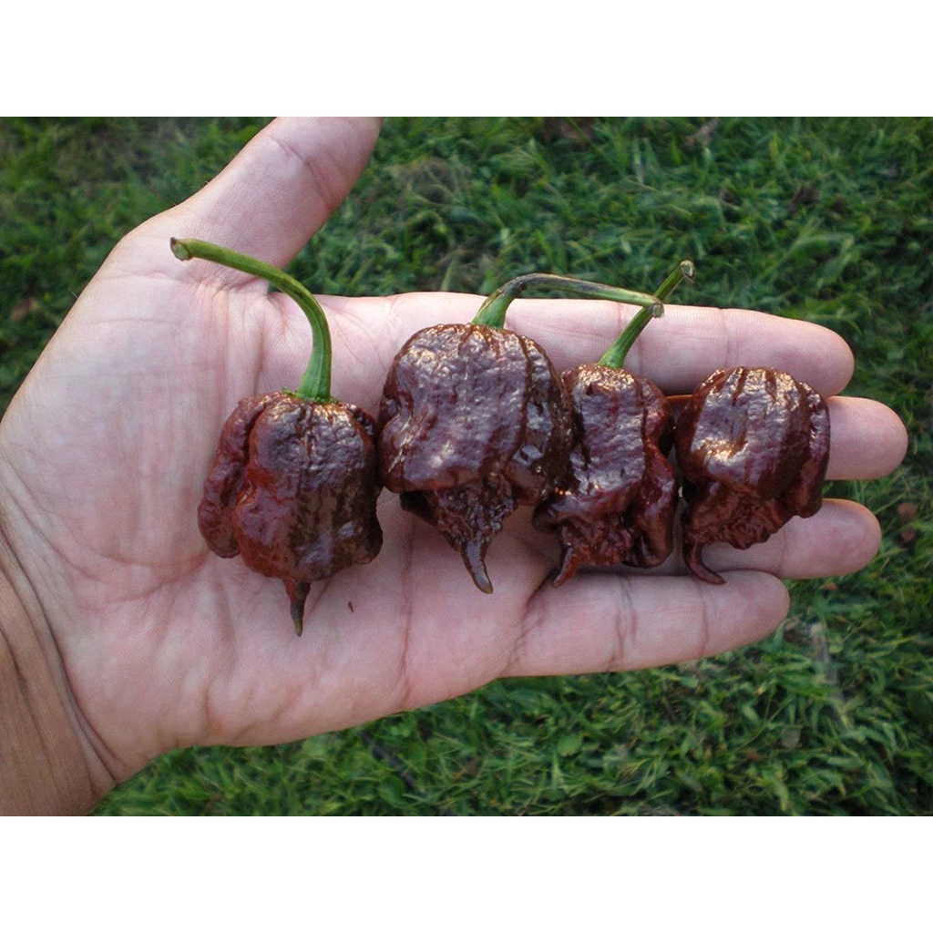 Benih Seribuan - 2 Bibit Cabe Carolina Reaper Coklat Unggul