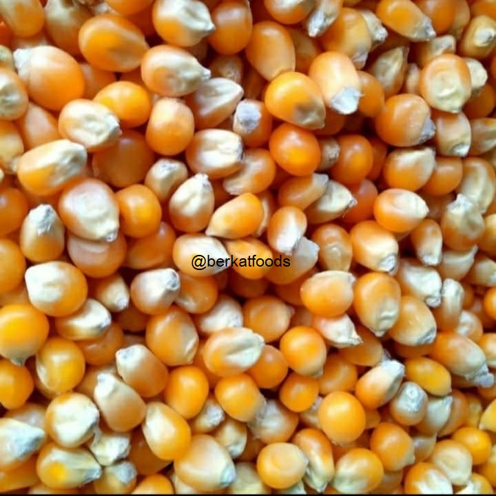 Jagung Popcorn 1Kg Mentah Biji Kering / Dry Corn / Dried Kernel Yellow