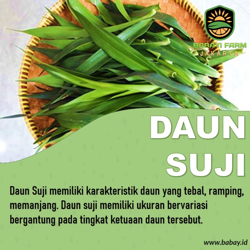 

Daun Suji Hijau Segar 50 gram 100 gr / Pewarna Alami Makanan Minuman