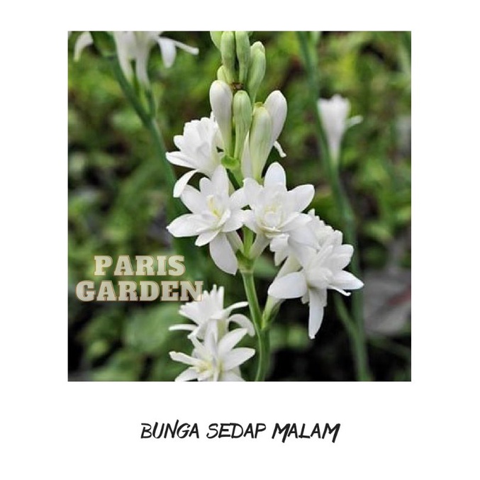 BUNGA SEDAP MALAM - TANAMAN BUNGA SEDAP MALAM