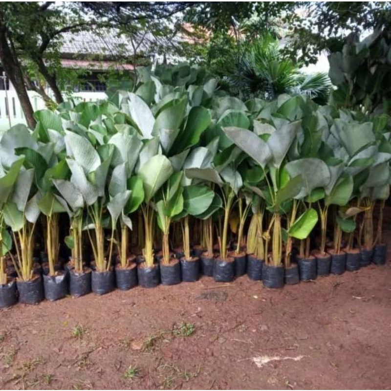 Calathea lutea/tanaman calatea pisang (daun besar)