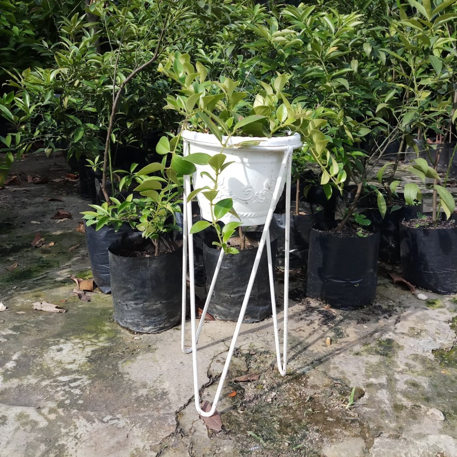 ZS / DIAMETER 30CM / RAK STANDING POT V BULAT / DUDUKAN POT TAMAN