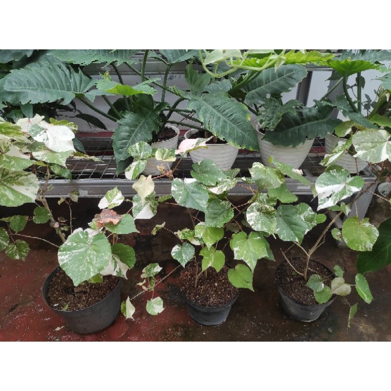 Waru Variegata / Pohon Waru Variegata