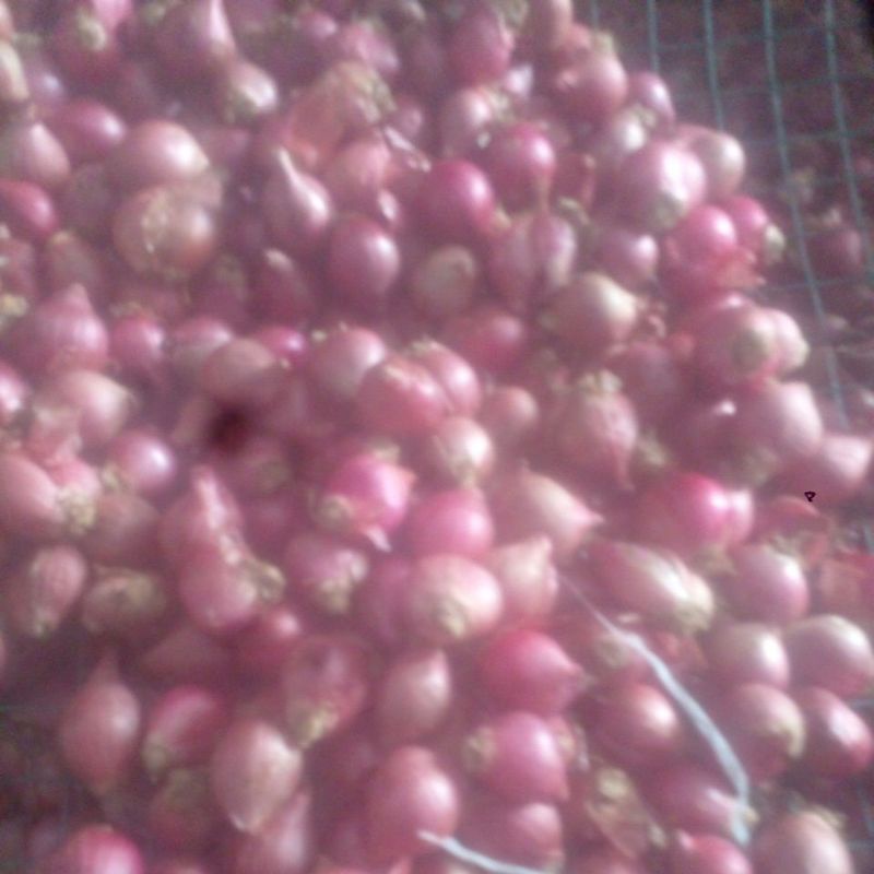 

bawang solok