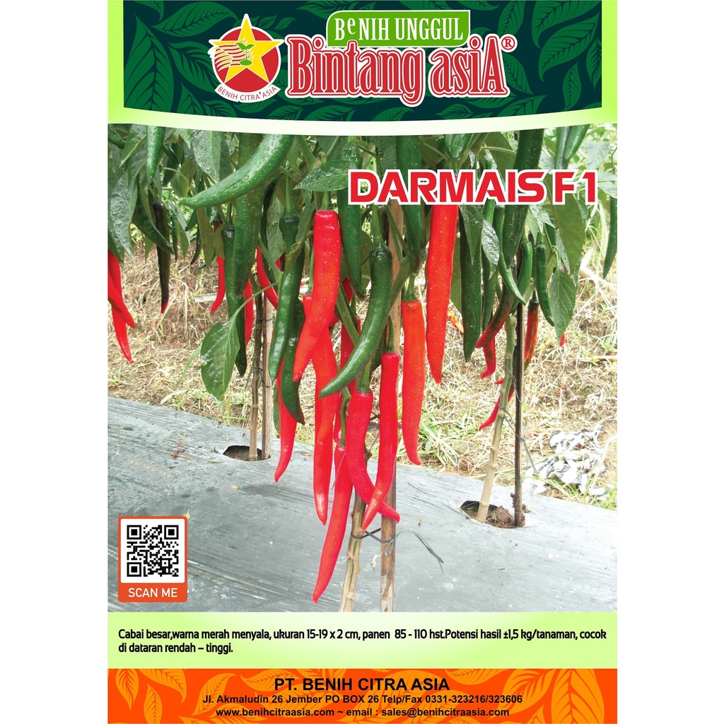 isi 10 Bibit Cabe Merah Besar Hibrida F1 Darmais Benih Cabai Super Unggul Sayuran Buah Lebat Besar -