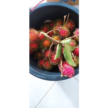 

Rambutan