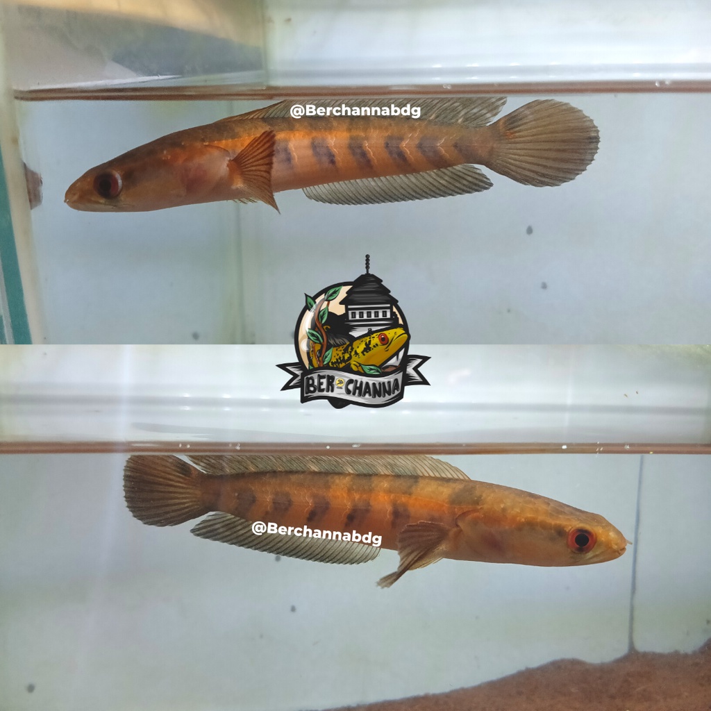 Channa Red Sampit Sp Lempuyang ORI 100% GARANSI SP LEMPUYANG