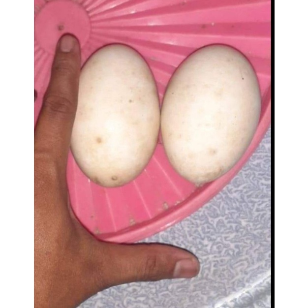 

telur angsa busuk/soang busuk/tembuhuk/bunker