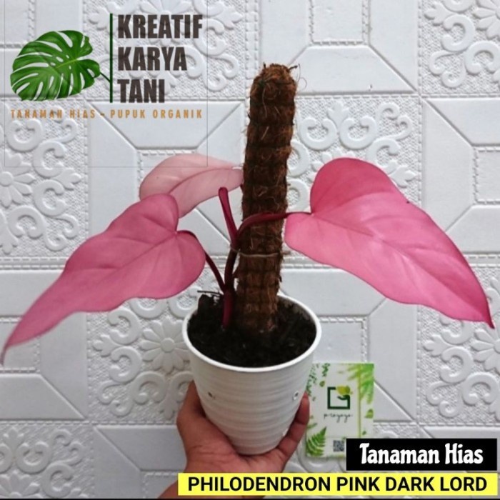 Benih Tanaman Hias Philodendron Pink Dark Lord - Philodendron Dark Lord Pink