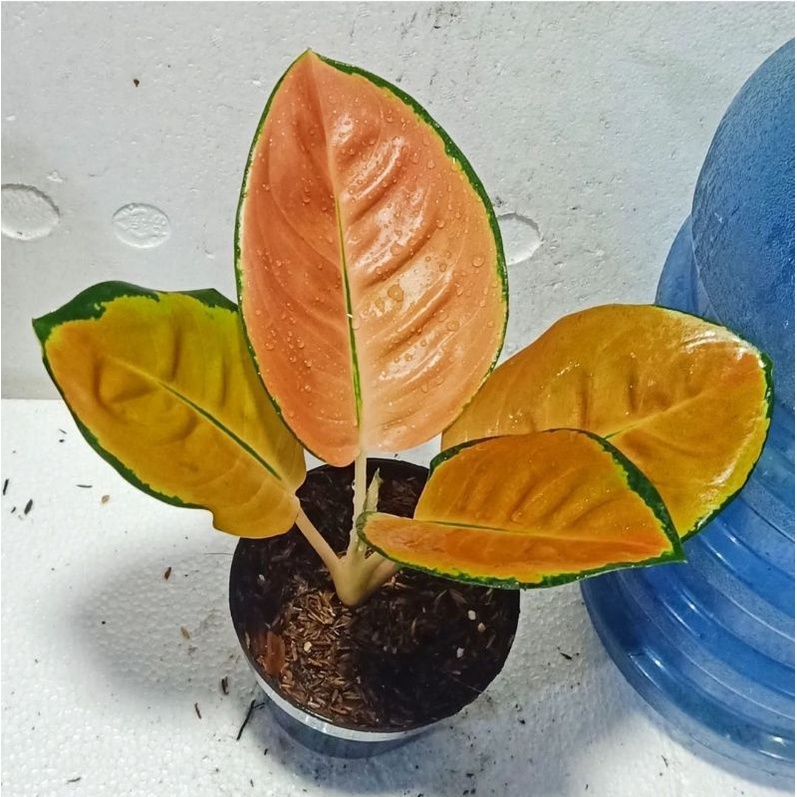 aglonema sultan brunai - tanaman hias aglonema sultan brunai remaja - aglonema merah - bunga aglonem