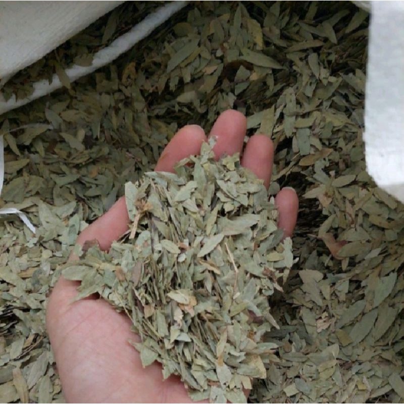 

Daun Jati Cina | Dauh jati cina 500gram