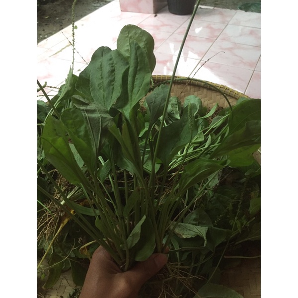 

KI URAT DAUN HERBAL FRESH 1 kg ( ORIGINAL NON PESTISIDA )