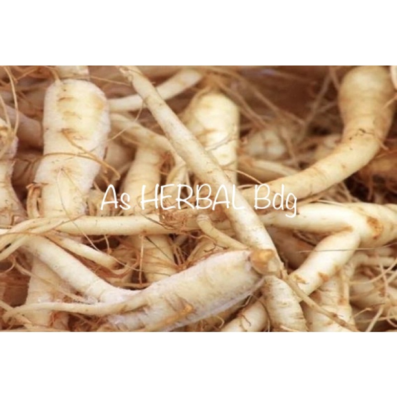 Ginseng jawa segar umbi ginseng jawa fresh