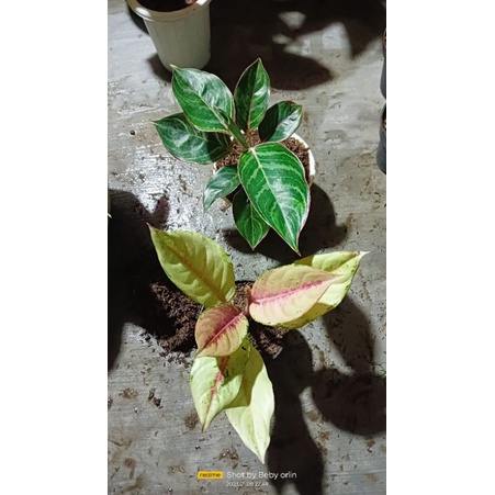 sepaket aglaonema Cinderella & emerald dragon