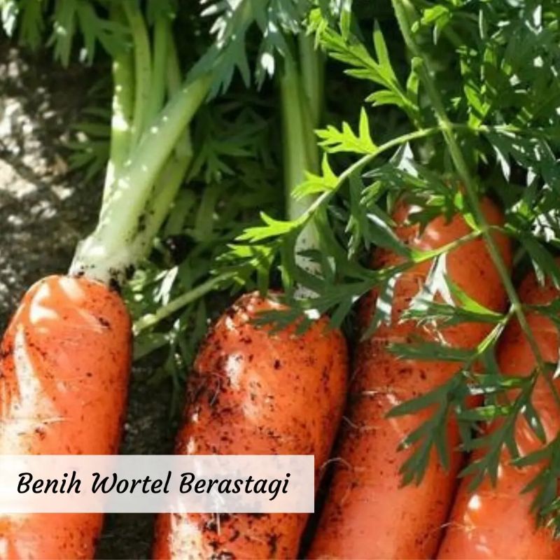 Benih Wortel Berastagi Benih Sayuran